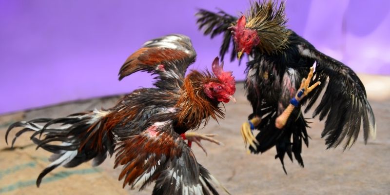 mcw87 KM Game Bài 3d