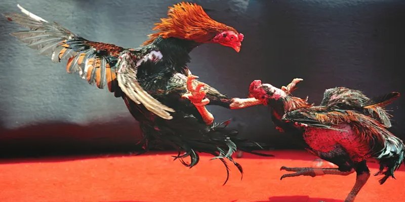 mcw87 bắn cá h5 chơi ngay