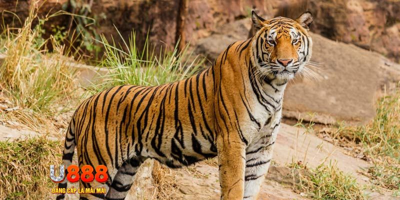 mcw87 game nổ hủ máy bay