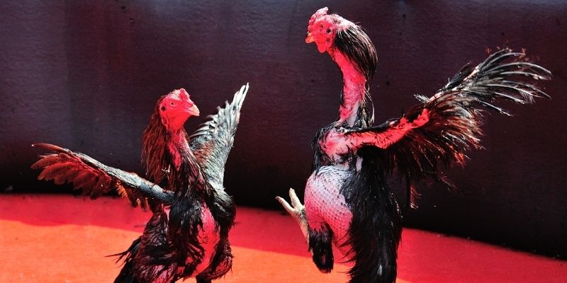 mcw87 thị trường baccarat là gì