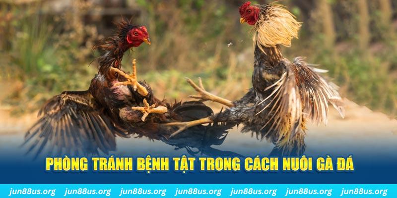 mcw87 đăng nhập phỏm online