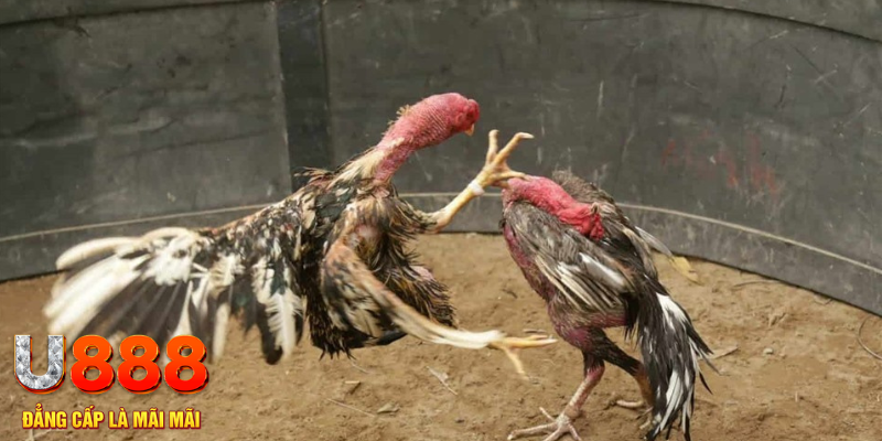 mcw87 đăng nhập tiến lên miền nam số 1